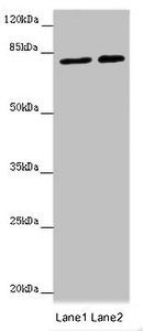 DHX33 antibody