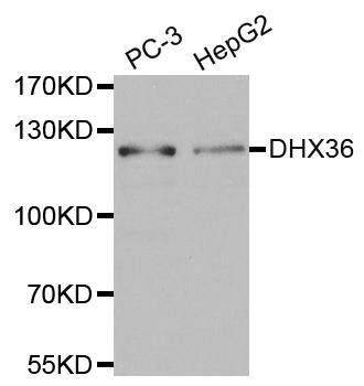 DHX36 antibody