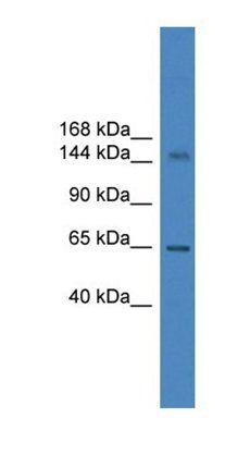 DHX57 antibody