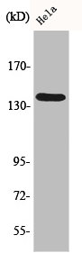 DHX8 antibody