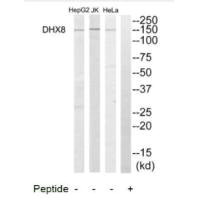 DHX8 antibody