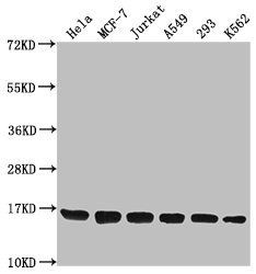 Di-methyl-H3F3A (K79) antibody