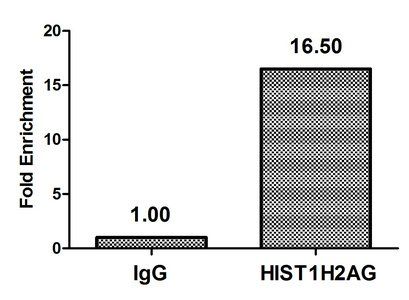 Di-methyl-HIST1H2AG (R29) antibody