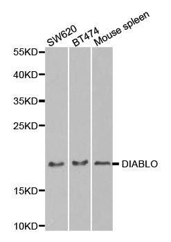 DIABLO antibody