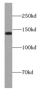 DIAP1 antibody
