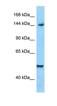DIAPH1 antibody