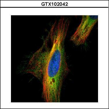 DIAPH1 antibody [N1N2], N-term