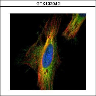 DIAPH1 antibody