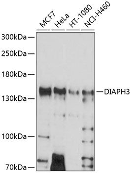 DIAPH3 antibody
