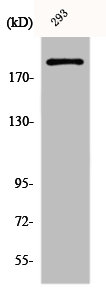 DIDO1 Antibody
