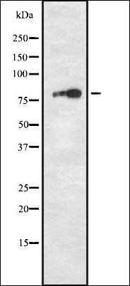 DIL-2 antibody