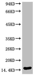Di-methyl-Histone H3(K79) Monoclonal Antibody
