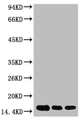 Di-methyl-Histone H3(K79) antibody