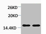 Di-Methyl-Histone H4 (Lys20) antibody