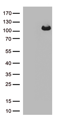 DIMT1L Antibody