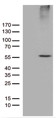 DIMT1L Antibody