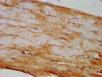DIO2 Antibody