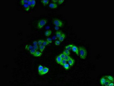 DIO3 Antibody