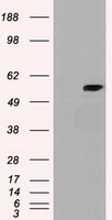 DIP13B (APPL2) antibody