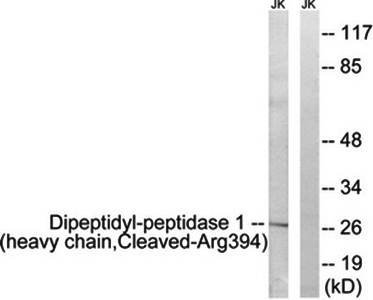 Dipeptidyl-peptidase 1 (H chain, Cleaved-Arg394) antibody