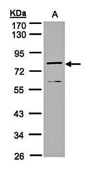 Dipeptidyl-peptidase 3 antibody