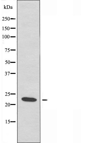 DIRA1 antibody