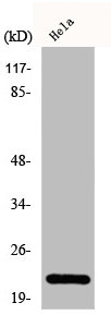 DIRAS1 Antibody