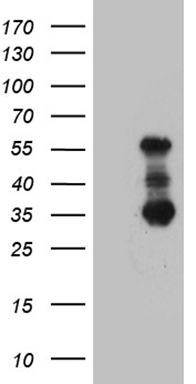 DIRAS2 Antibody