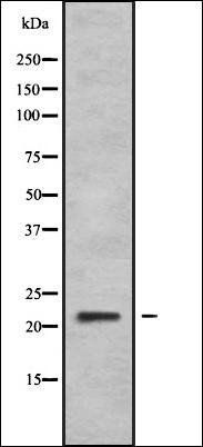 DIRAS2 antibody