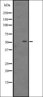 DIRC2 antibody