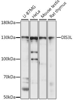 DIS3L antibody
