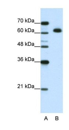 DIS3L2 antibody