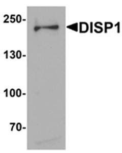 DISP1 Antibody