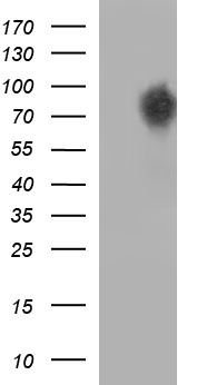 DIXDC1 antibody