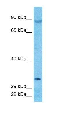 DJC16 antibody