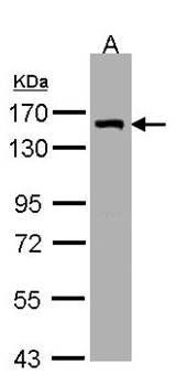 DKFZP686A01247 antibody