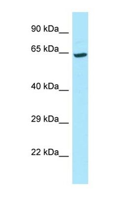 DKFZp686B20267 antibody