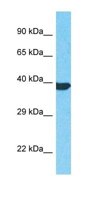 DKFZp686F20250 antibody