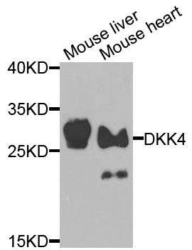 DKK4 antibody
