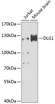 DLG1 antibody