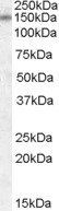 Goat anti-DLG1 Antibody