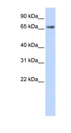 DLG3 antibody