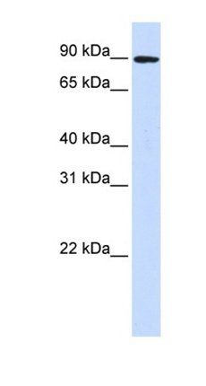DLG3 antibody