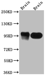 DLG4 antibody