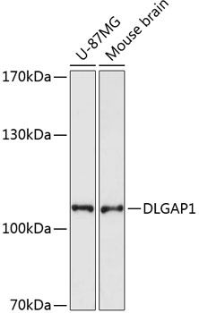 DLGAP1 antibody