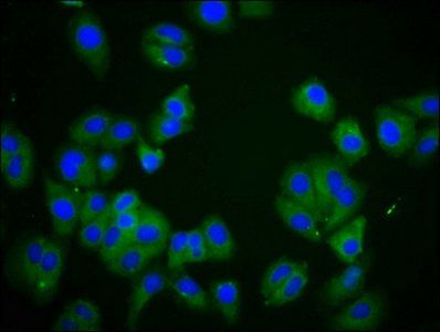 DLGAP2 antibody