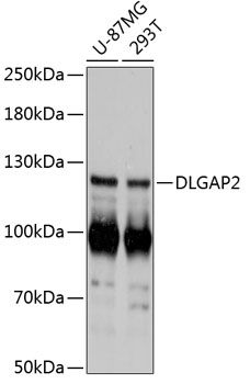 DLGAP2 antibody
