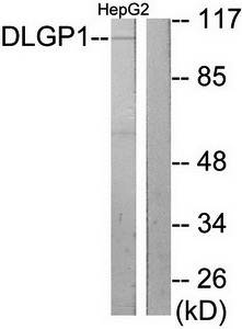 DLGP1 antibody