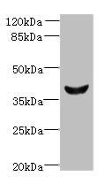 Dlk2 antibody