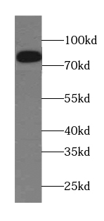 DLL1-Specific antibody